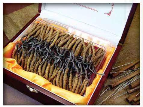 平阴冬虫夏草回收